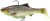Realističan mamac Savage Gear 3D Roach RTF 15cm 60gr Hugo