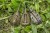 Set Hranilica Korum Camo Feeder Pack 30gr