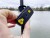 Set Signalizatora s Baza Black Cat Battle Sounder 2+1