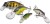 Set voblera Saenger Perch 1