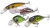 Set Voblera Saenger Perch 2