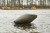 Somovska plutača Black Cat Big Flow Buoy