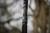 Štap Black Cat Perfect Passion X Spin 2,6m 200g