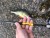 Štap Sportex Black Pearl GT-3 2-dijelni Baitcast