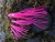 Sustav predveza LK Baits Chobotnice 8/0 16cm