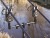 Teleskopski Buzzer Bar Delphin FlexiBUZZ