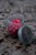 Torba Avid Carp RVS 8-Pot Hookbait Pouch