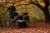 Torba za Buzz Bar Korda Compac Buzz Bar Bag Dark Camo