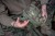 Torbica za osobne stvari Wychwood Tactical HD Essentials Bag