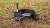Toster RidgeMonkey Classic Sandwich Toaster Granite Edition