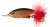 Třpytka Rage Spinner Velikost 6 26gr UV Hot Olive