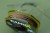 Upredenica RidgeMonkey Connexion CamoX Coated Hooklink 25lb 20m