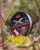 Upredenica Spomb X Pro Braid Grey 8+1 300m 0,18mm/24lb