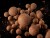 Wafters Boilies Delphin BreaX/PassionKRILL Krill-Mango