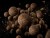 Wafters Boilies Delphin BreaX/SeaKER Lignja-Losos