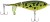 Wobler Berkley Choppo FL 10,5cm 21gr MF Frog Wobler Berkley Choppo FL 10,5cm 21gr MF Frog