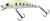 Wobler Gunki Gamera SHW 5,4cm 4,5gr Grass Trout