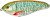 Wobler Illex Dexter Jerk S 10cm 37,5gr Musky Wobler Illex Dexter Jerk S 10cm 37,5gr Musky