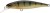 Wobler Illex Squad Minnow SP 6,5cm 5,8gr Perch