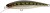 Wobler Illex Squad Minnow SP 6,5cm 5,8gr Vairon