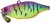 Wobler Illex TN Trigon 6cm 18,5gr Table Rock Tiger