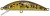 Wobler Illex Tricoroll HW 5,5cm 4,5gr Native Brown Trout