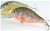 Wobler Mistrall Crucian Diver 7cm 13gr tonući uzorak 112