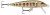 Wobler Rapala CountDown Sinking 5cm 5gr