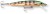 Wobler Rapala Husky Jerk Suspending 12cm 13gr GP