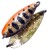 Žlica Crazy Fish Sense 3,2cm 3gr